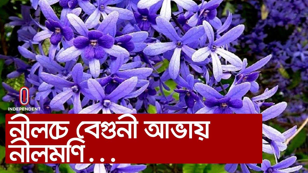 কবিগুরু রবীন্দ্রনাথ শান্তিনিকেতনে প্রেমে পড়ে ছিলেন এই ফুলের...|| #Nilmoni flower