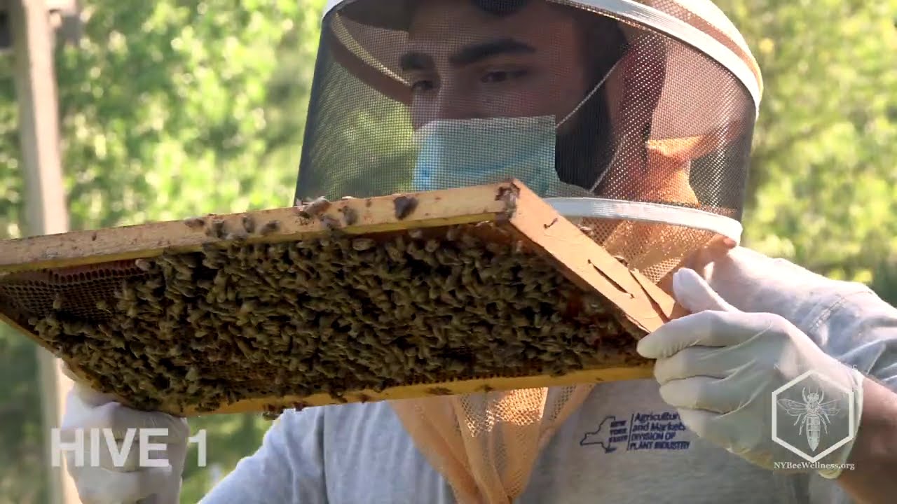 Apiary & Hive Inspection with a NYS Inspector- a NY Bee Wellness video