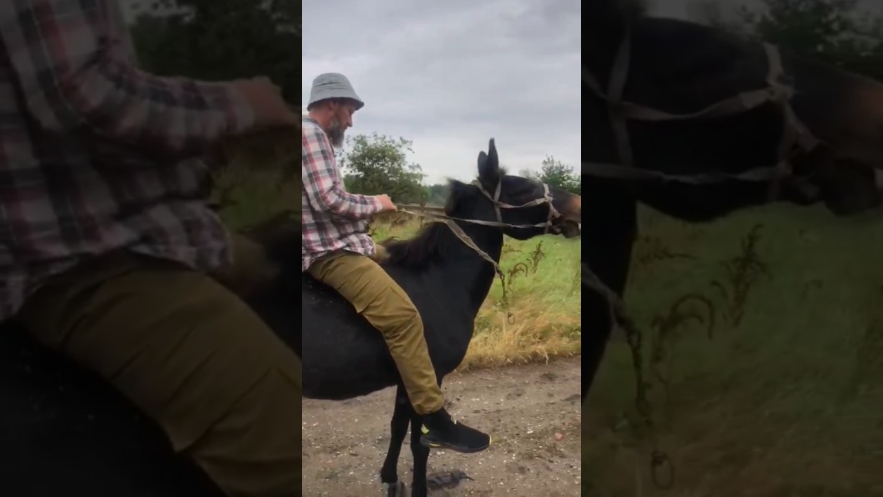 Мул &mdash; выносливый, сильный, умный гибрид лошади и осла, идеален для тяжёлой работы в любых условиях.