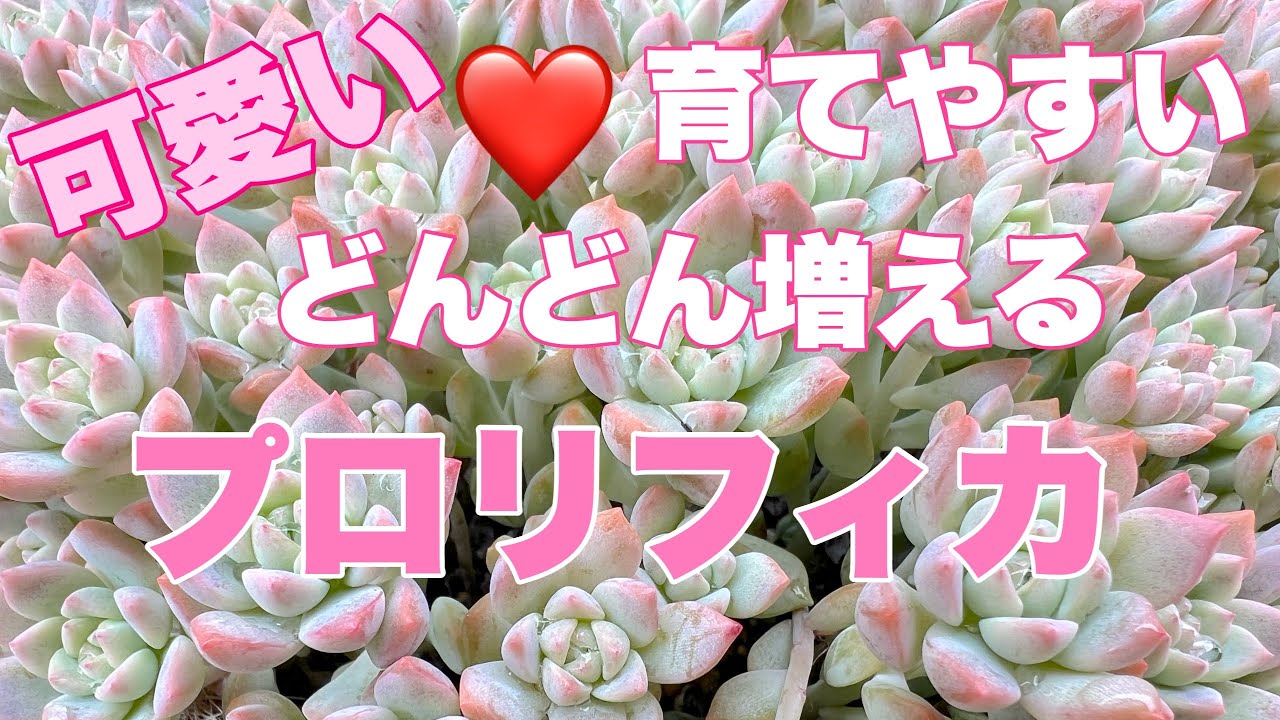 『多肉植物』『ガーデニング』275  可愛いプロリフィカ❤️プロリフィカ丼でモリモリ目指します❣️
