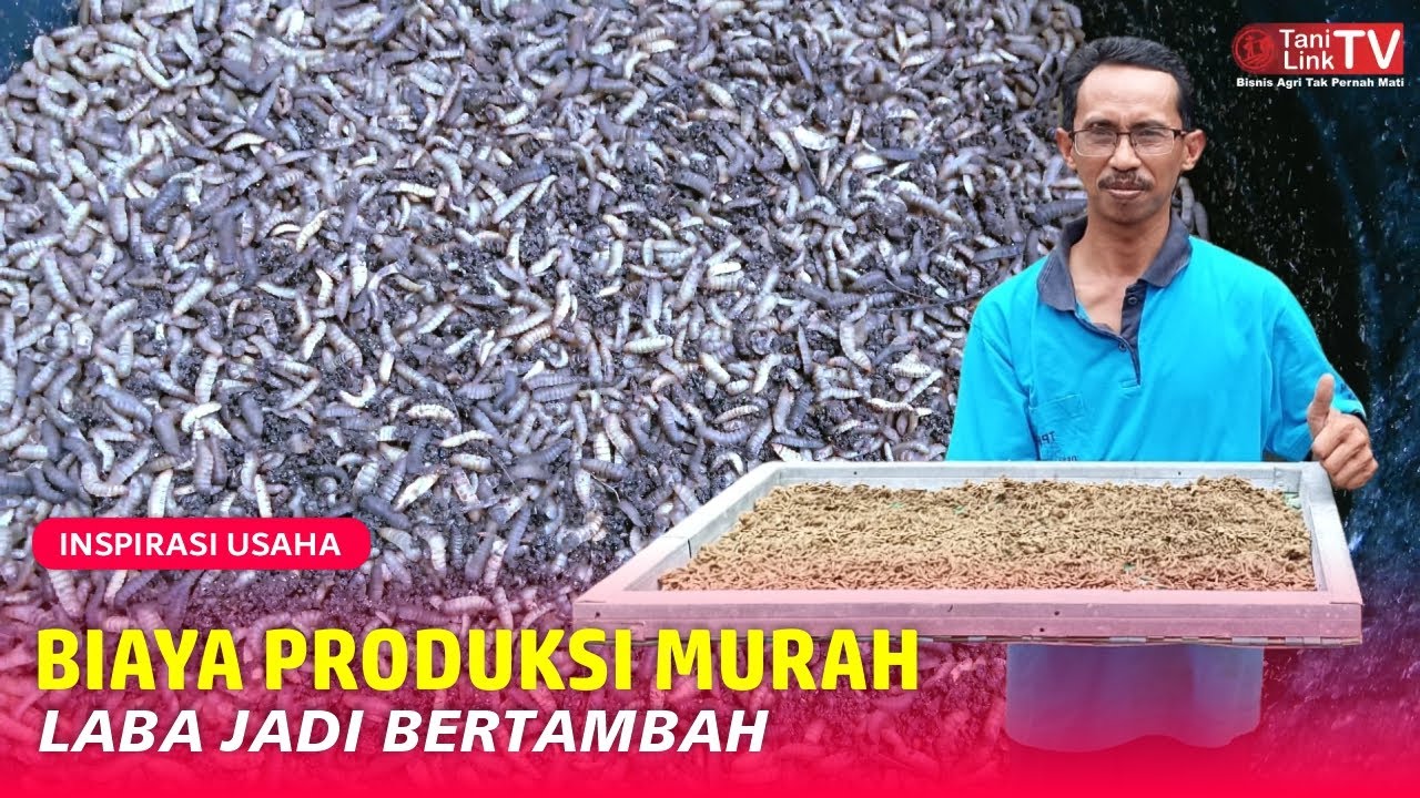 Membuat Sendiri Pelet Maggot Sebagai Pakan Alternatif Ikan & Ayam