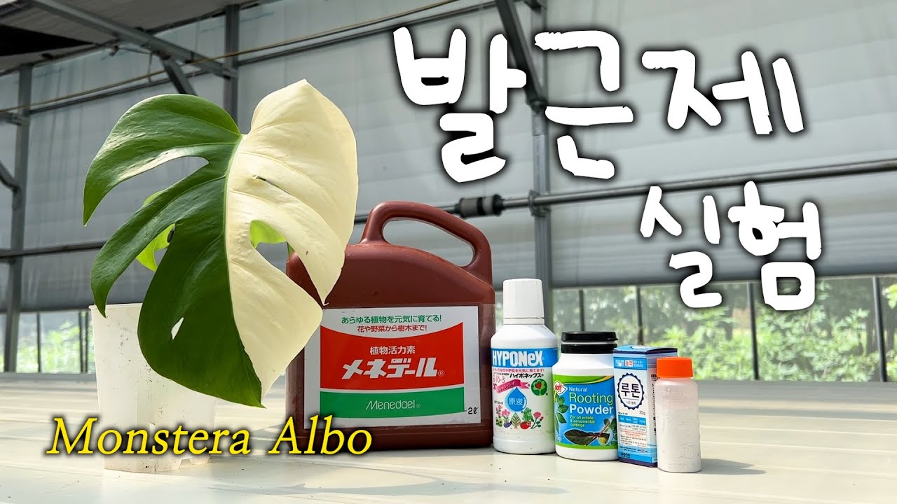 진짜 효과 있을까..? 알보 몬스테라 발근제 실험(메네델/하이포넥스/루톤/루팅파우더) 삽수 물꽂이 시작