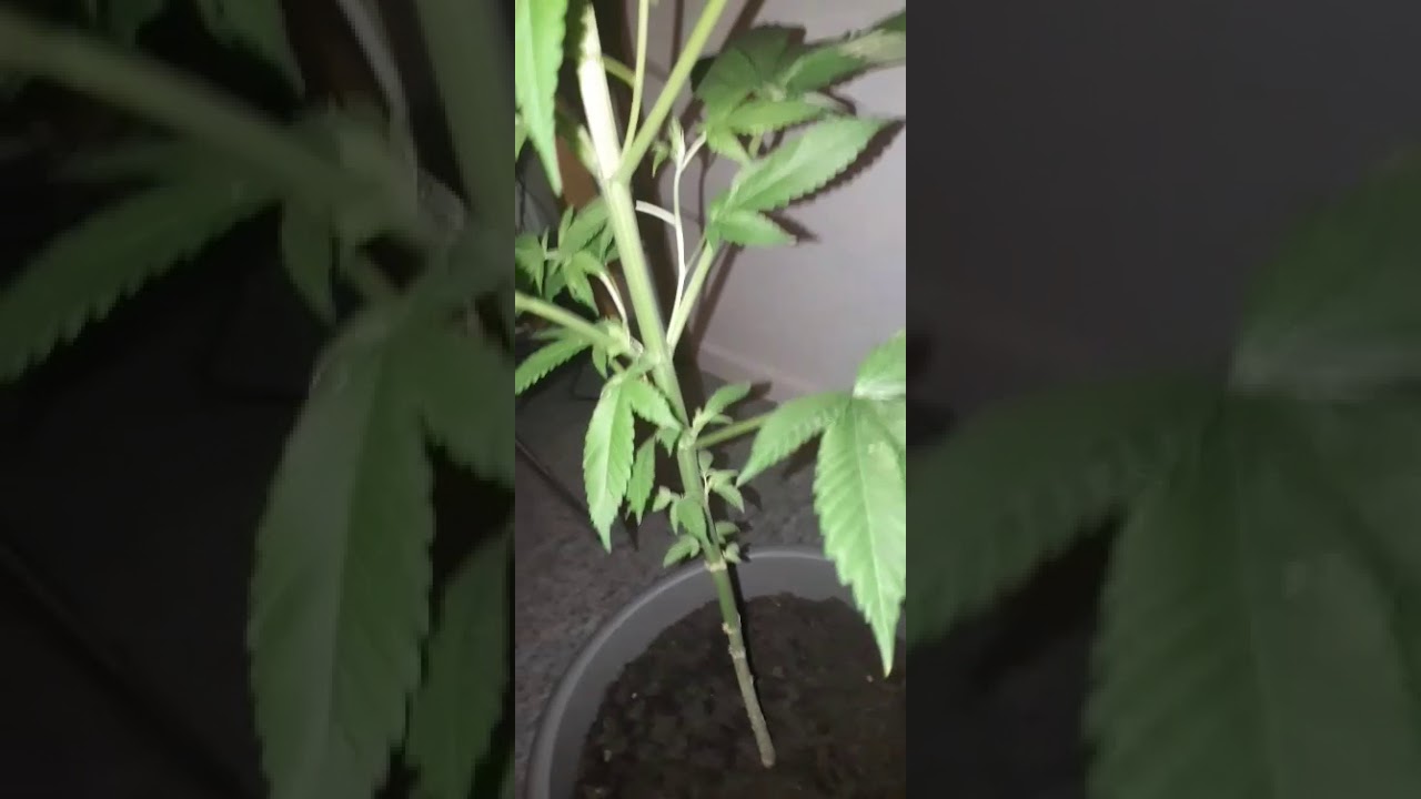 AK47 Autoflower First Days Flowering