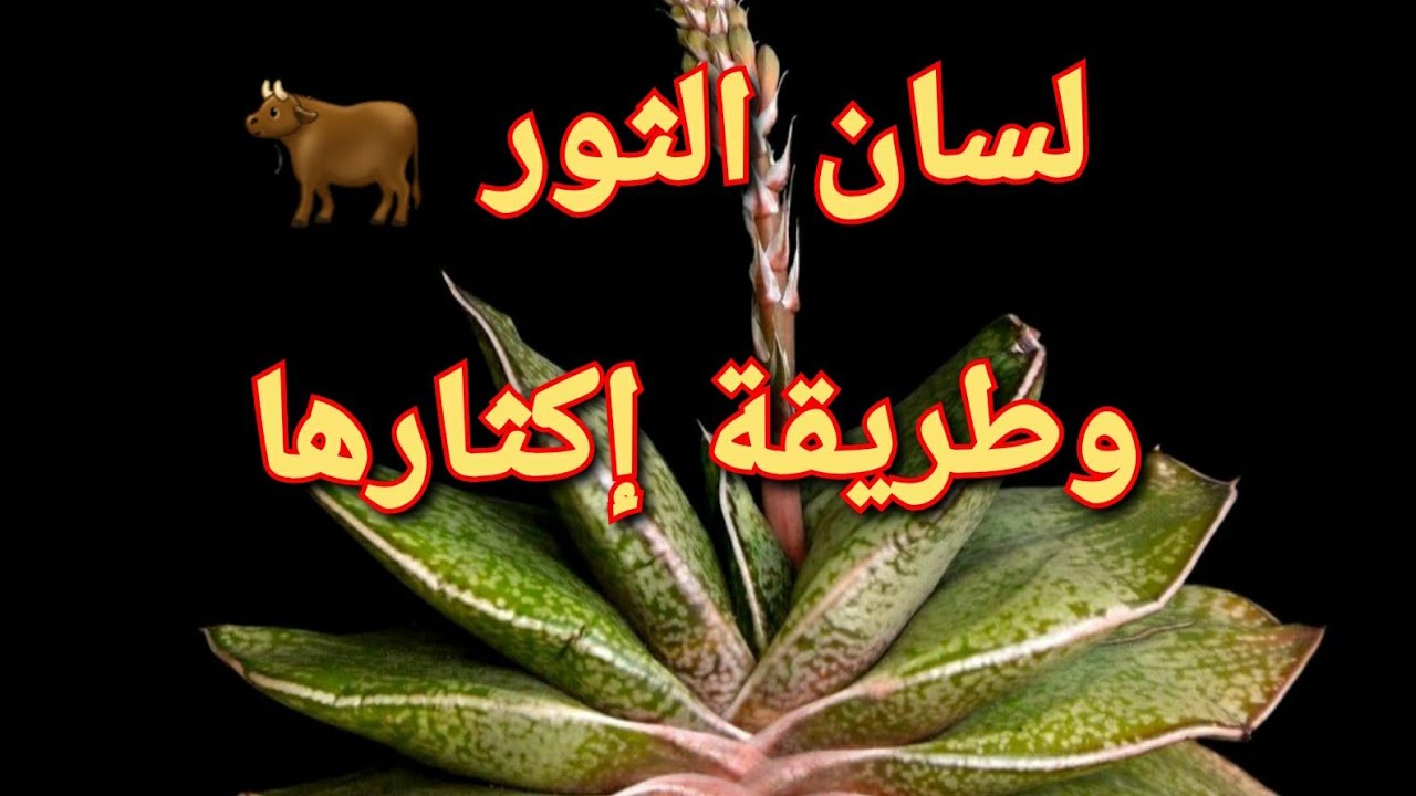 how to care and propagate gasteria #succulents  كيف تعتني بلسان الثور#عصاريات