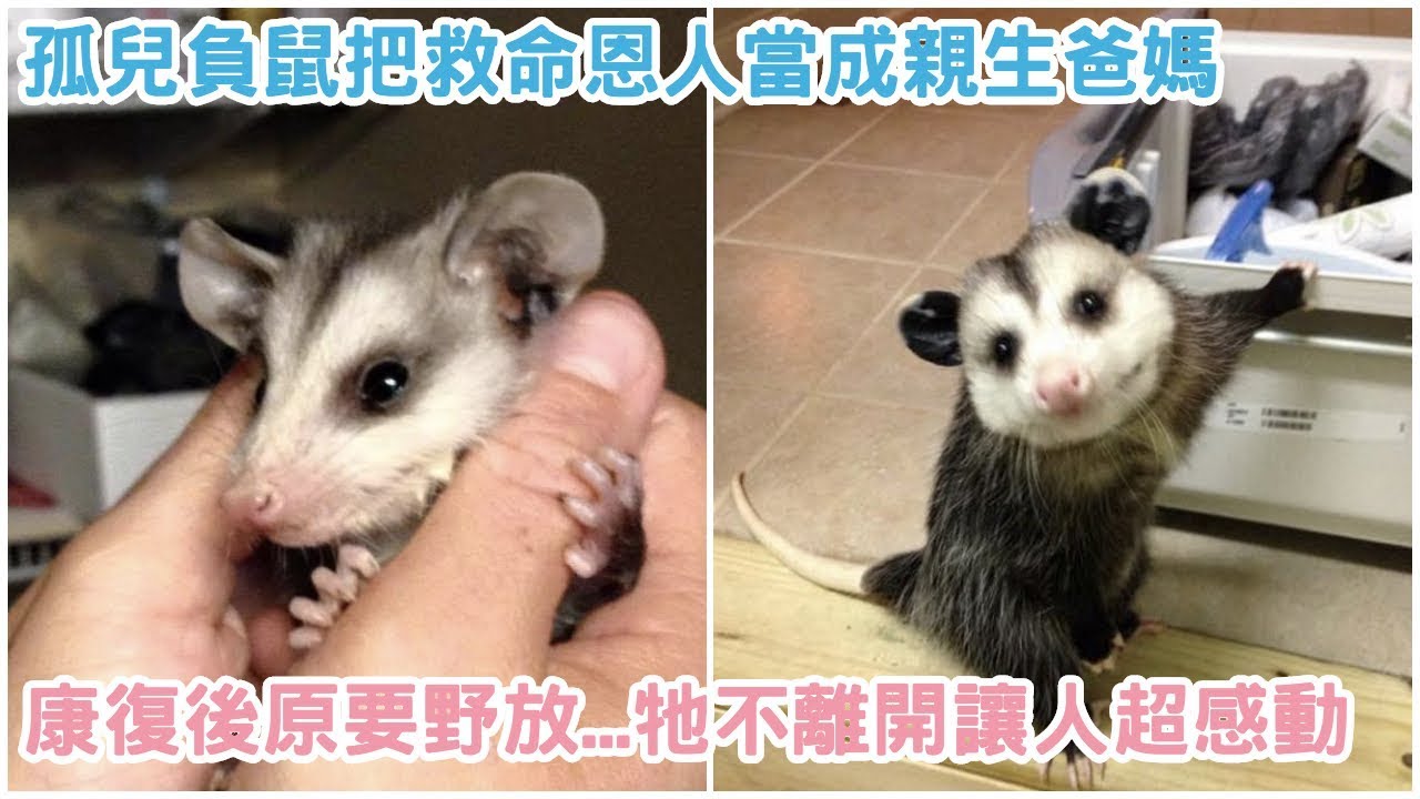 孤兒負鼠把救命恩人當成親生爸媽，康復後原本要將牠野放...牠堅決不離開的模樣讓人超感動！【 動物家 】