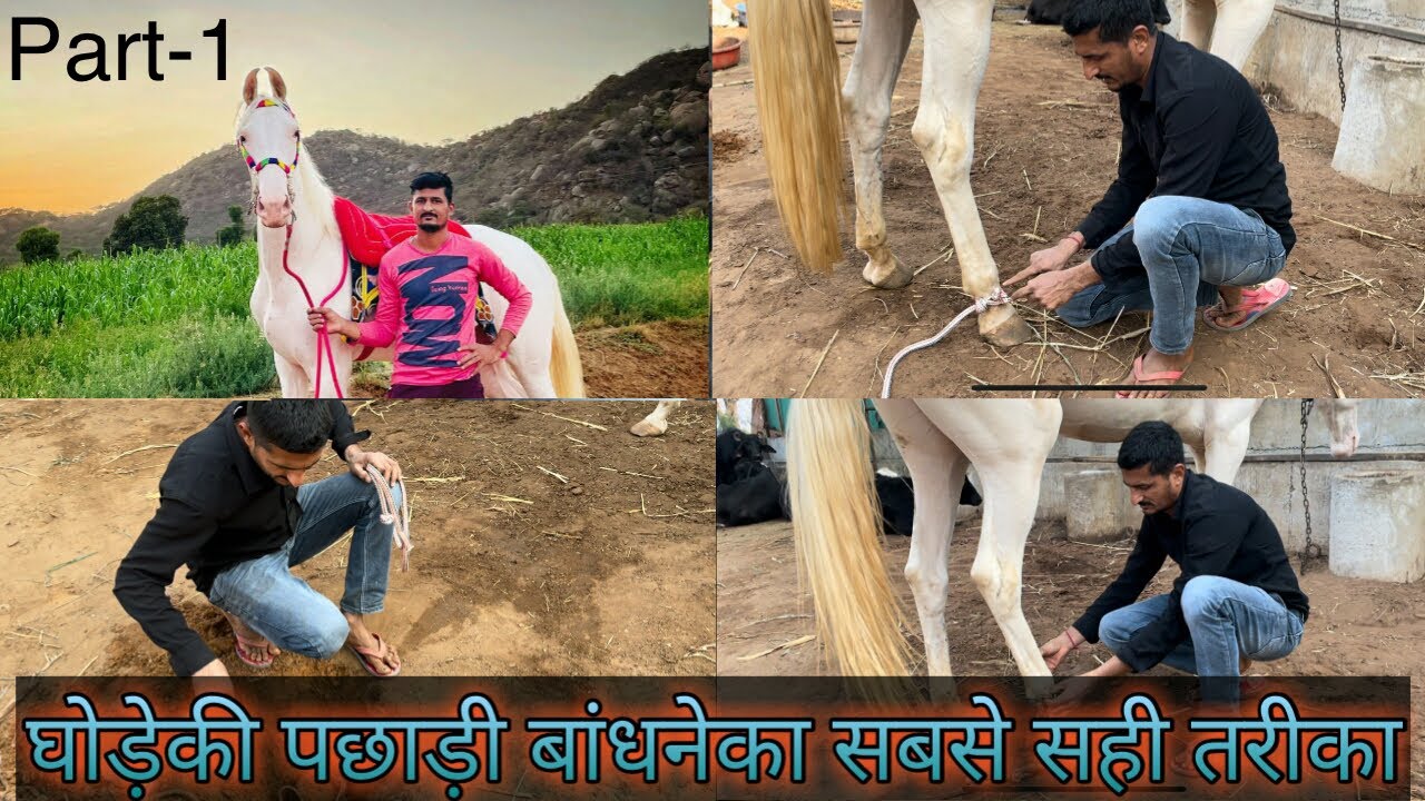 घोड़ेकी पछाड़ी बांधनेका सबसे सही तरीका