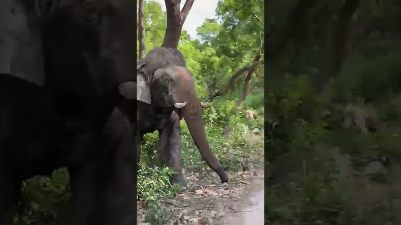 elephant attack in Jim Corbett National park