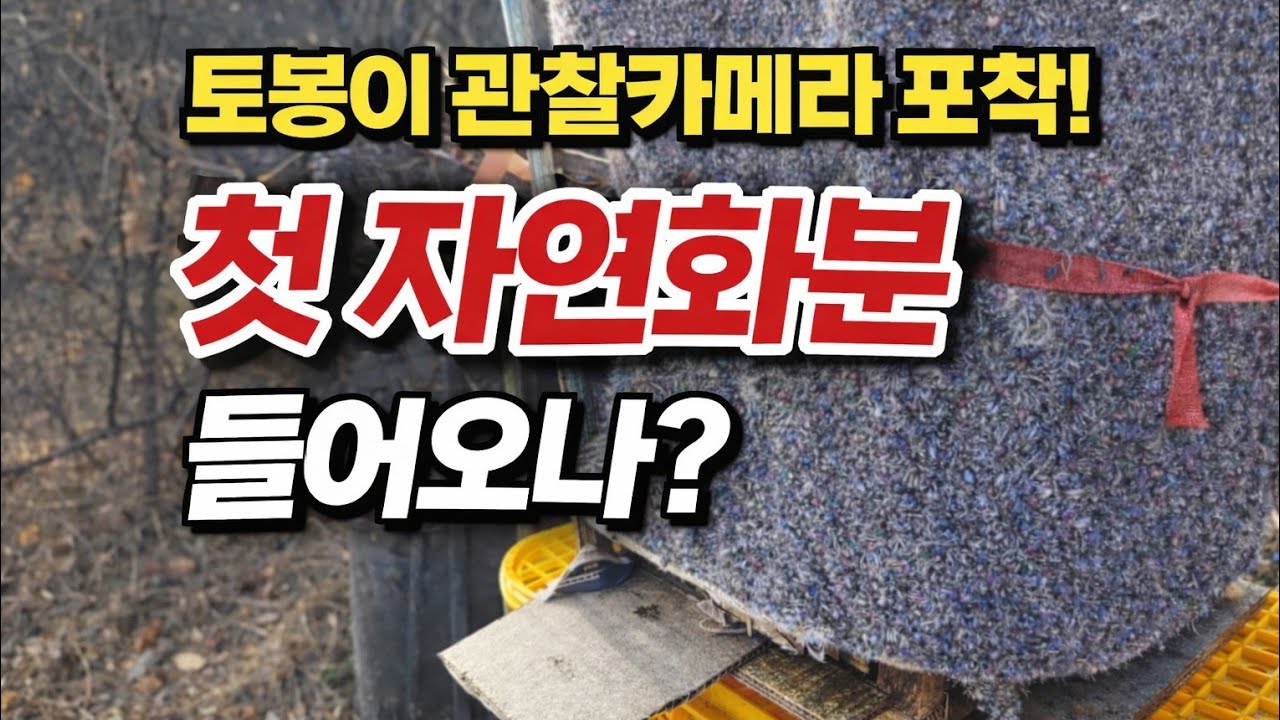 토종벌 관찰카메라 입니다, 2월15일 자연 화분이 들어올까!