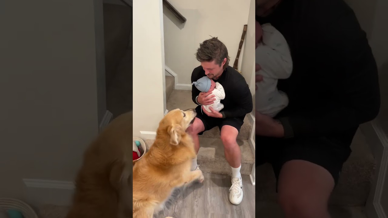 Golden retriever meets brother for the first time! #newborn #goldenretriever #dog #family