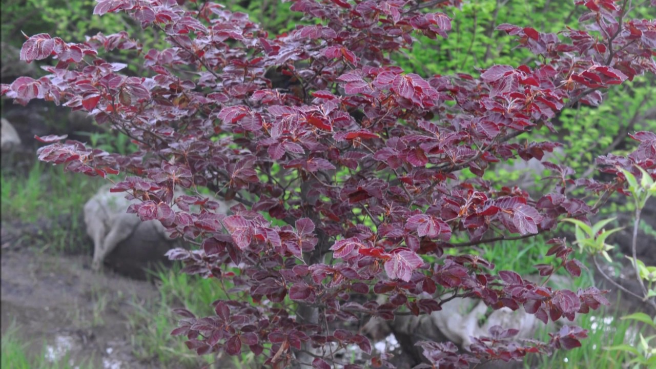 Copper beech trees Fagus sylvatica, also commonly known as European beech trees