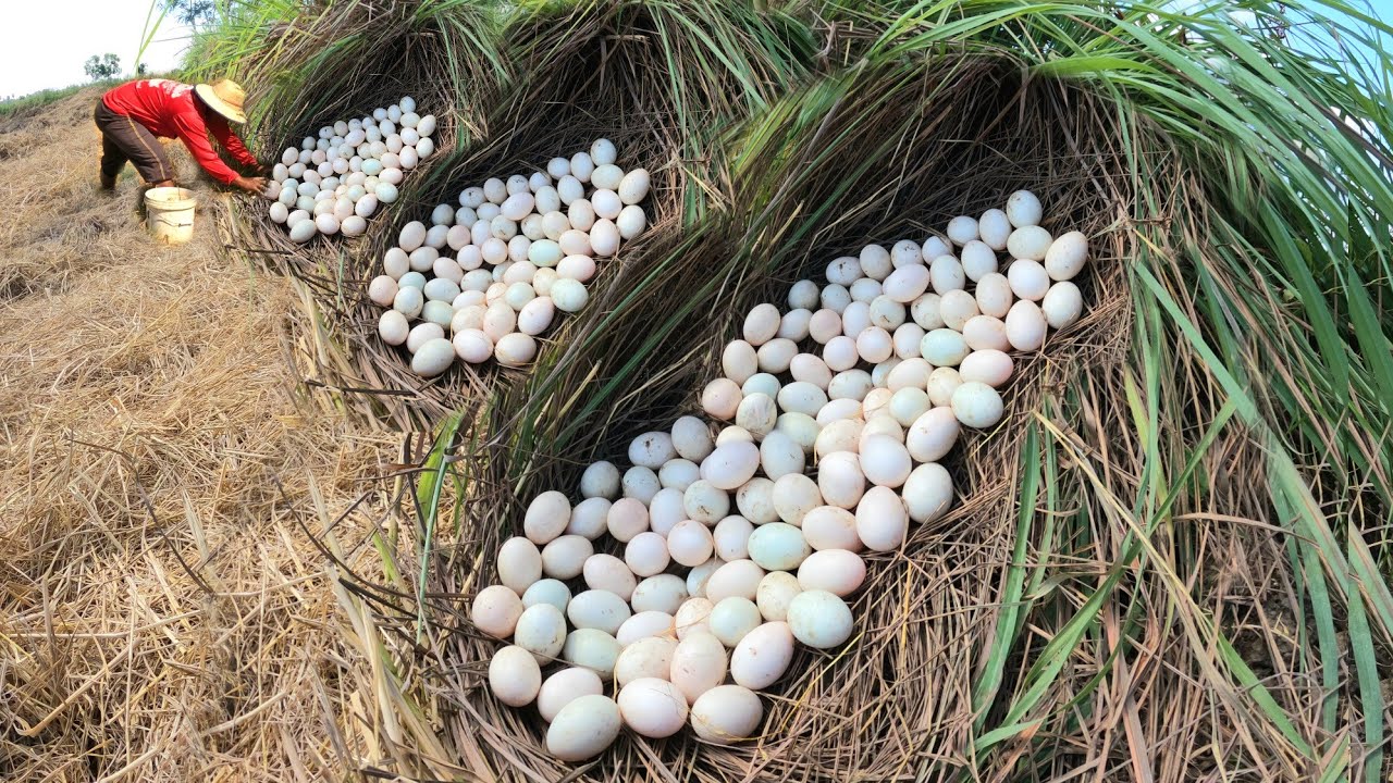 WOW WOW  ! Picking duck eggs in the rice fields with lots of lemongrass leaves.
