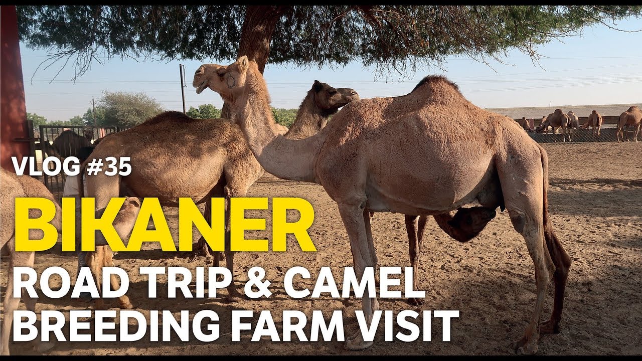 Bikaner Road Trip & Camel Breeding Farm Visit  |   Rajasthani Food Trail-IV
