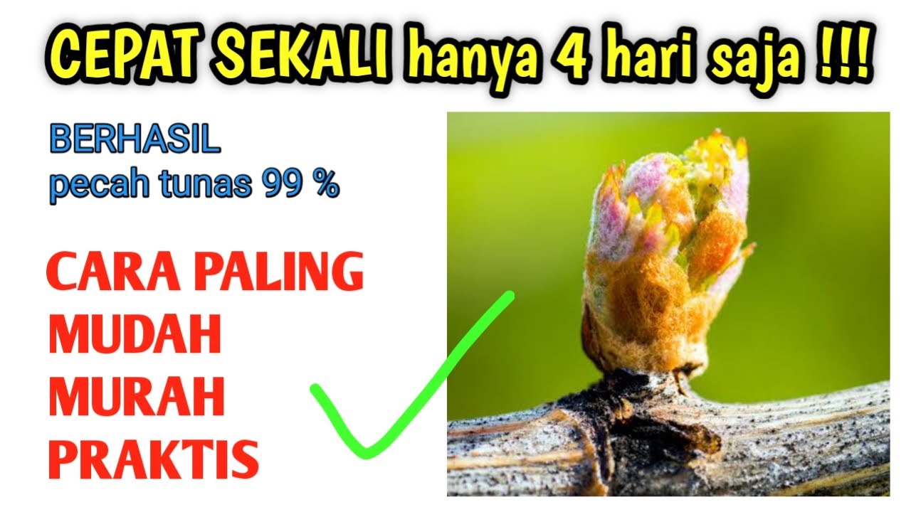 cara paling mudah cepat dan praktis menumbuhkan tunas bud anggur dijamin berhasil