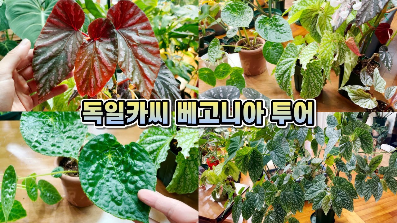 독일카씨 베고니아 투어!! 목베고니아, 근경베고니아 키우는법, 번식하기, 분갈이, 비료, 수형정리와 교정까지!!
