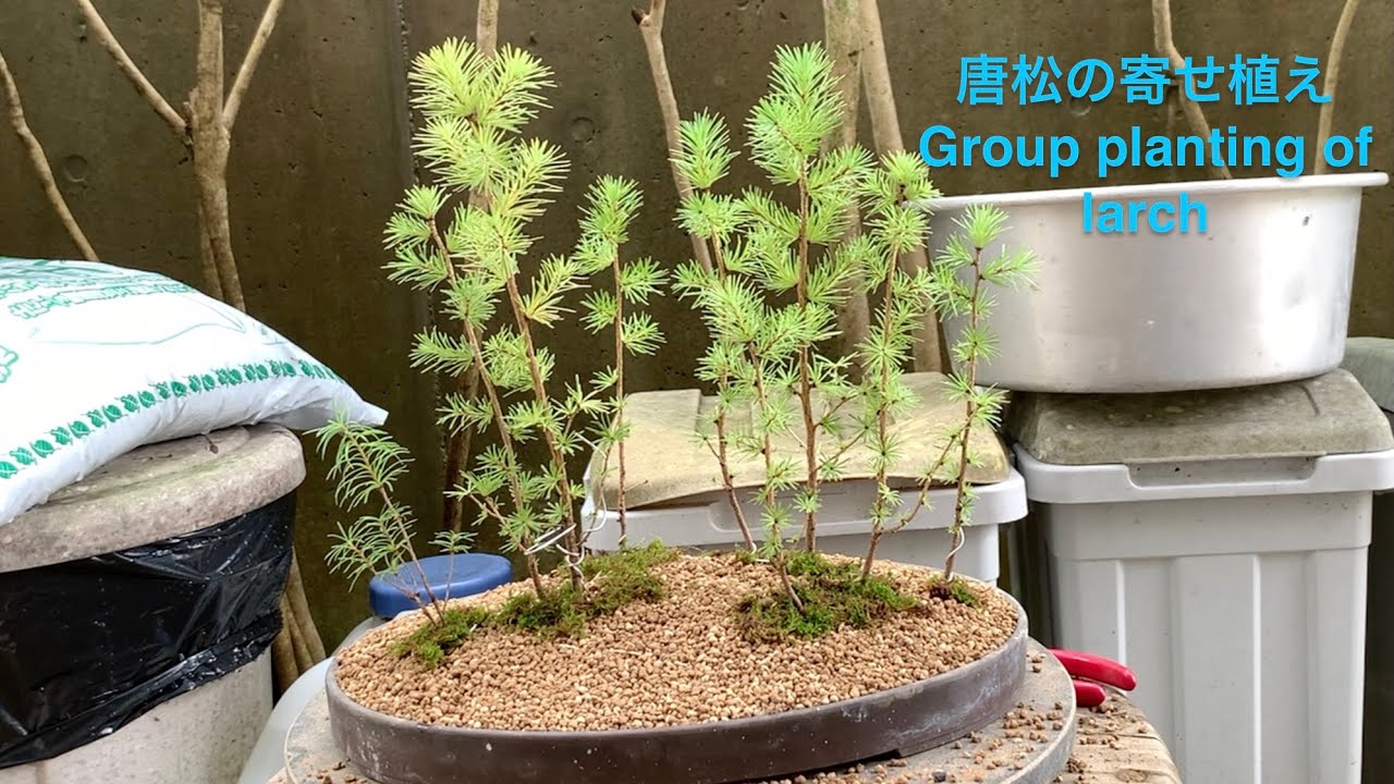 唐松盆栽の寄せ植え Group planting of larch bonsai