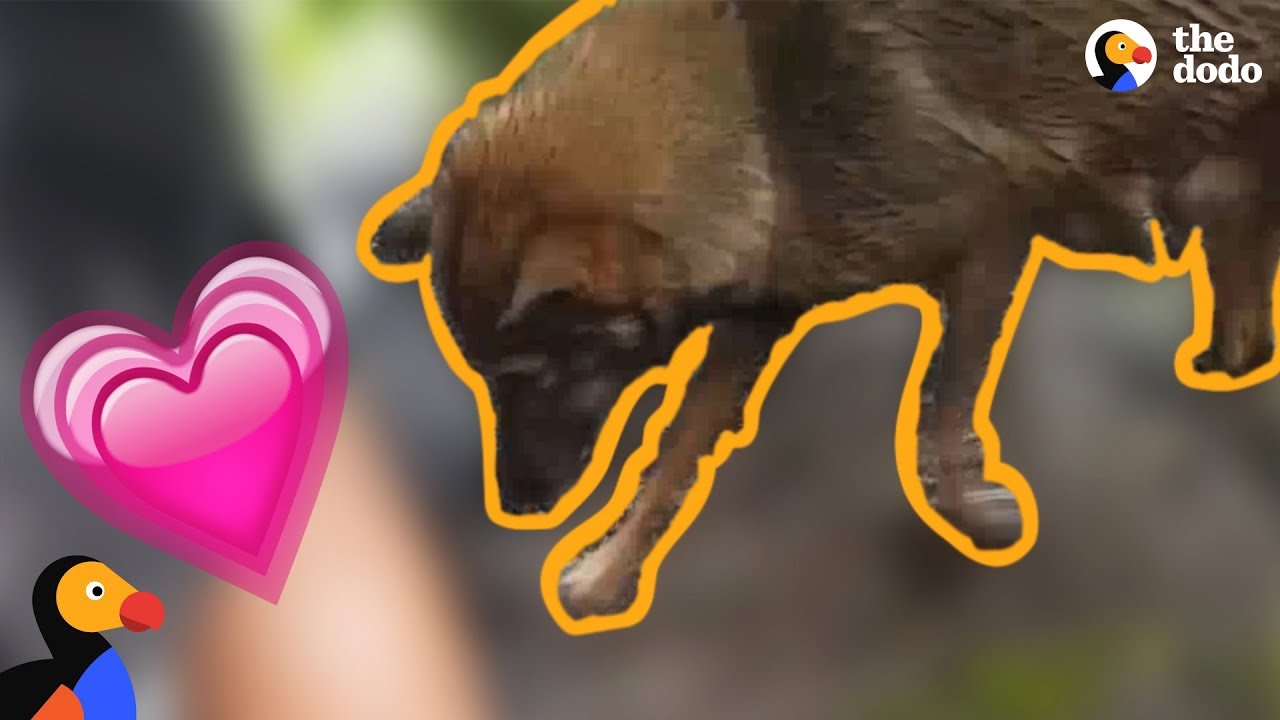 Most Heartwarming Animal Stories Of 2017 | The Dodo