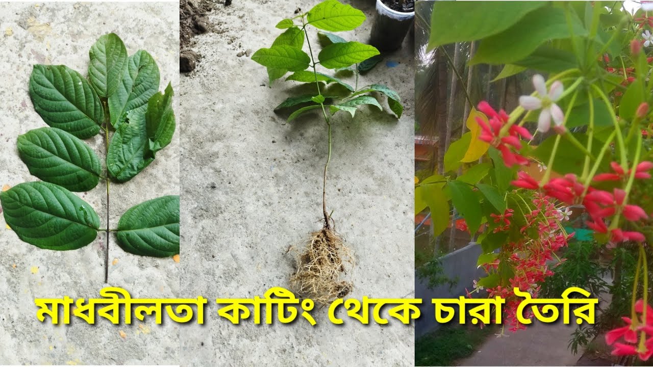 মাধবীলতার ডাল থেকে সহজেই চারা তৈরি / apurna gardener