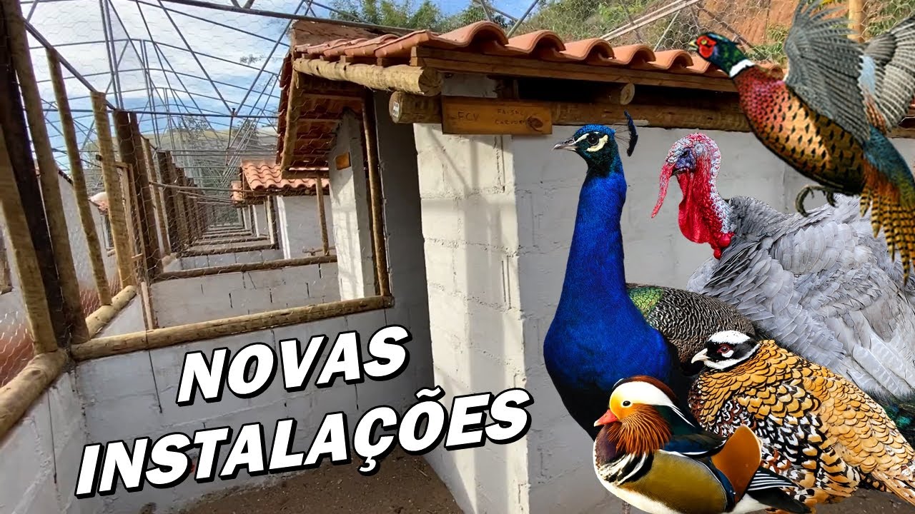 VISITANDO A CRIAÇÃO #49: REFÚGIO DO HUMAITA | NOVAS INSTALAÇÕES | FAISÕES, PAVÕES E AVES ORNAMENTAIS