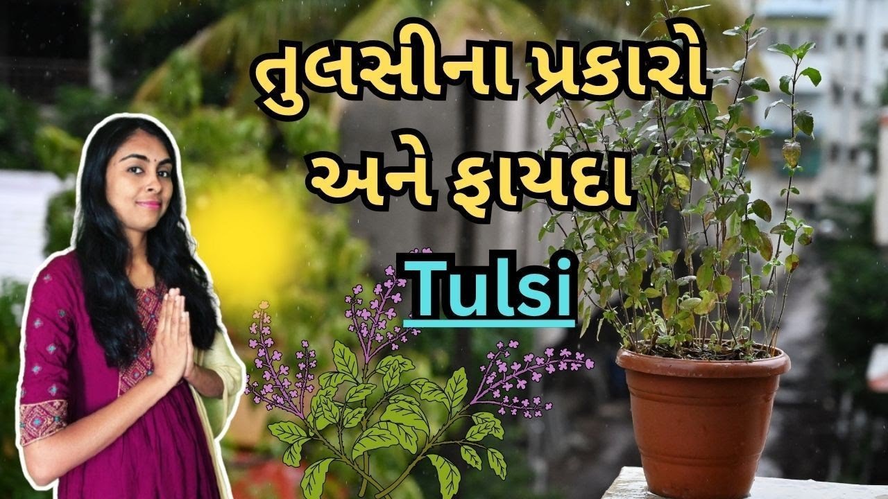 તુલસી ના પ્રકારો અને તેના ફાયદા | તુલસીનું મહત્વ | કઈ ઋતુમાં તુલસીનો છોડ ઉગાડવો |
