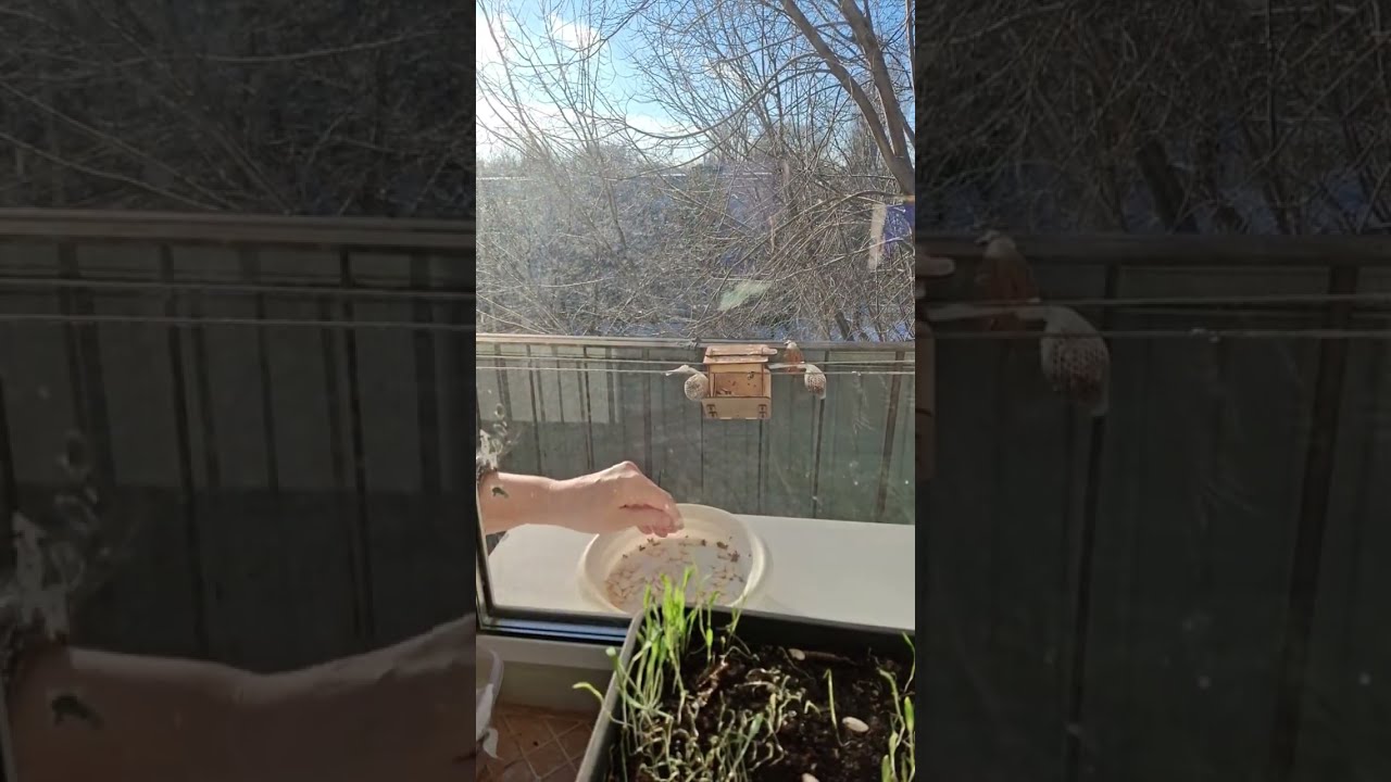 Green World в прямом эфире!