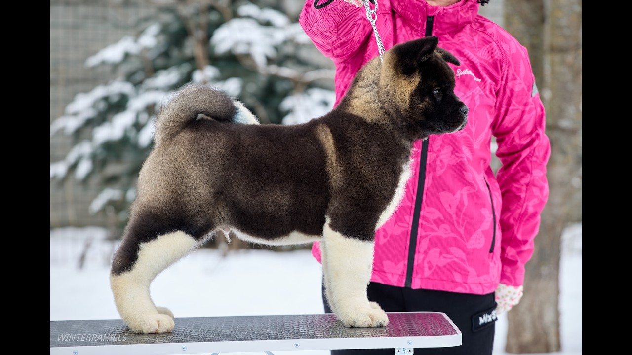 WINTERRAHILLS RAJA male 11 weeks American Akita