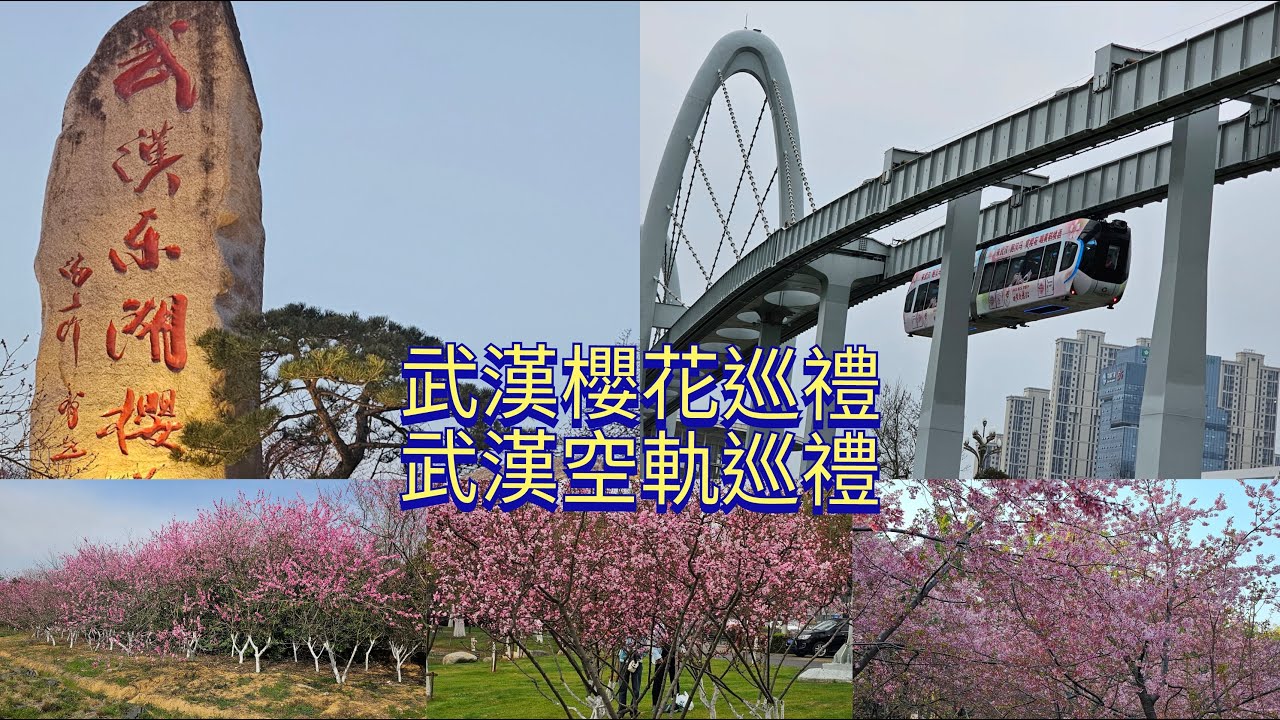 武漢櫻花巡禮##武漢空軌巡禮##東湖櫻花園##木蘭花谷##木蘭風景區##木蘭草原##武漢櫻花##
