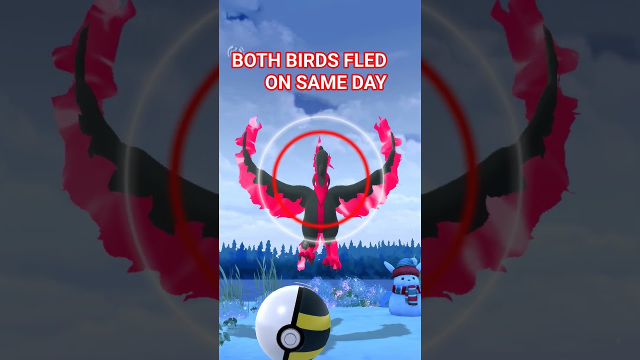TWO GALARIAN BIRDS IN ONE TIME PART 2 😭😭😭 BOTH FLED