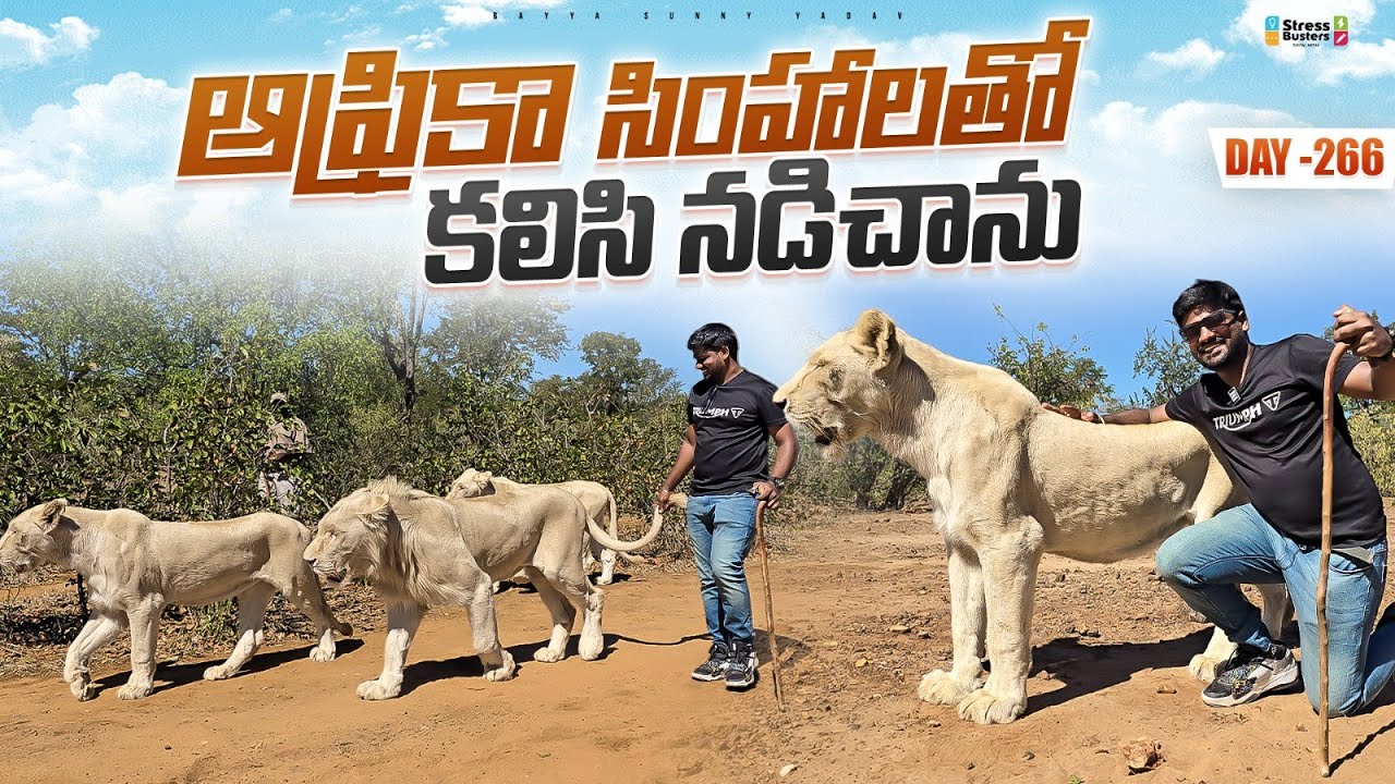 ఆఫ్రికా సింహాలతో కలిసి నడిచాను | WORLD RIDE DAY 266 | Bayya Sunny Yadav