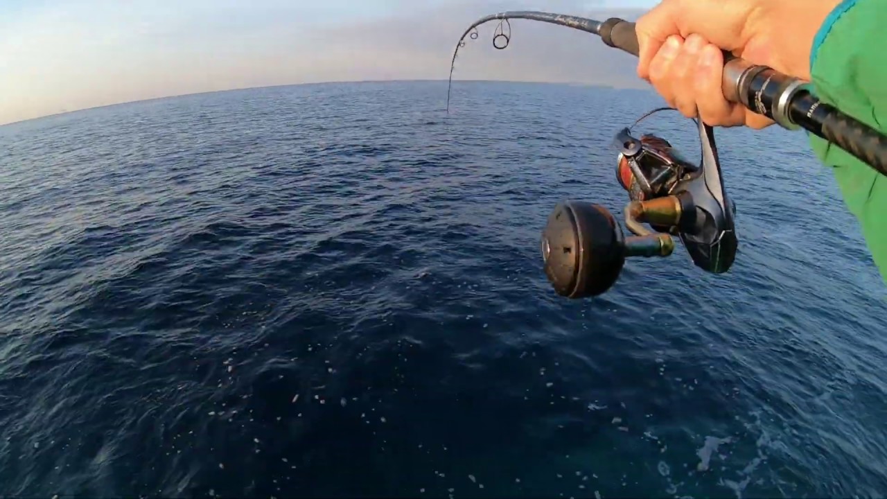 Shore Jigging - Amberjack C&R and huge fish got away
