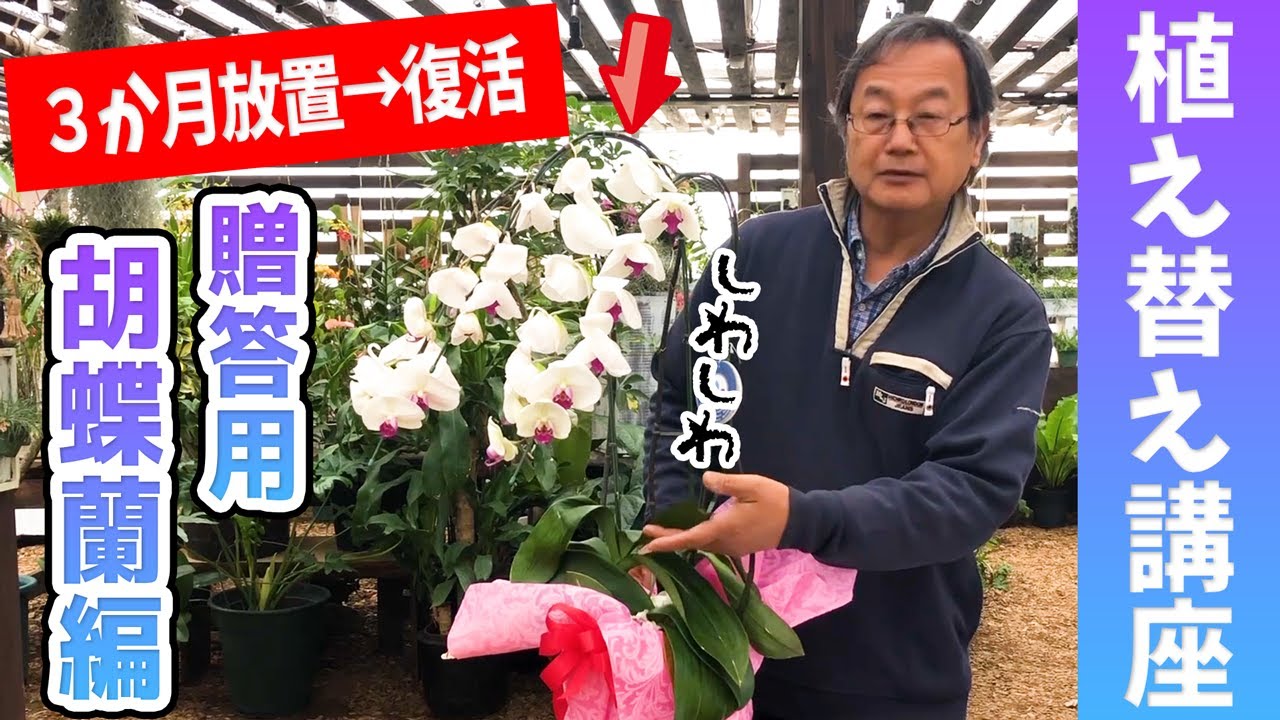 【胡蝶蘭】贈答用でもらった胡蝶蘭は復活することができるのか？Rescue a Phalaenopsis Orchid