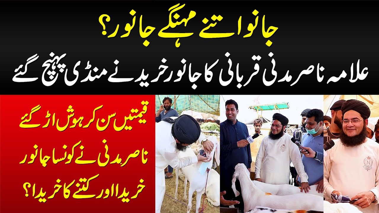 Janu Itne Mehenge Janwar? Nasir Madni Janwar Lene Mandi A Gae - Kon Sa Janwar Lia Or Kitne Ka Lia?
