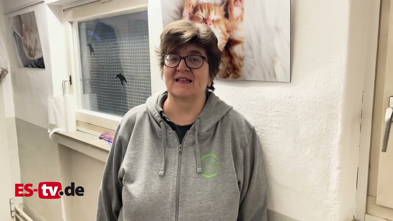Katzen suchen ein neues Zuhause - Tierheim Esslingen
