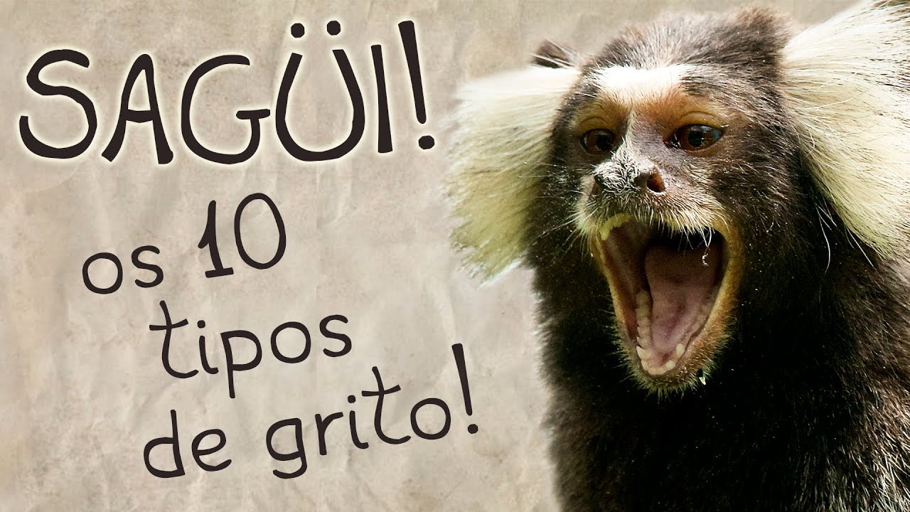 Sobre o Sagüi! - Os 10 tipos de Grito
