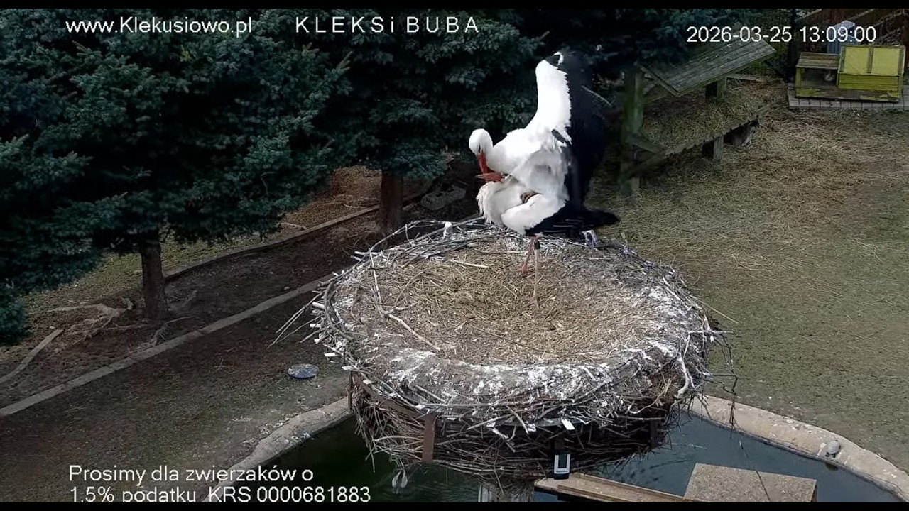Klekusiowo ~ wracamy do gniazda i staramy się o jajeczka ... 😀
