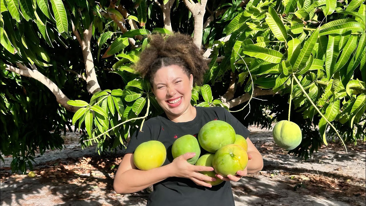 MANGAS PERFEITAS DIRETO DO PÉ 🙌🏻🥭🌳 Vem colher comigo? 👩🏼‍🌾