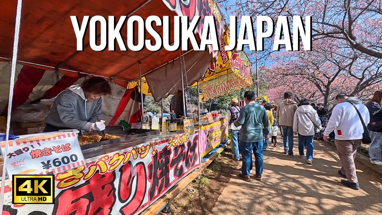 【ASMR】NEAR YOKOSUKA JAPAN 4K Walking Tour - Early Cherry Blossoms & Sakura Festival 【4K HDR】