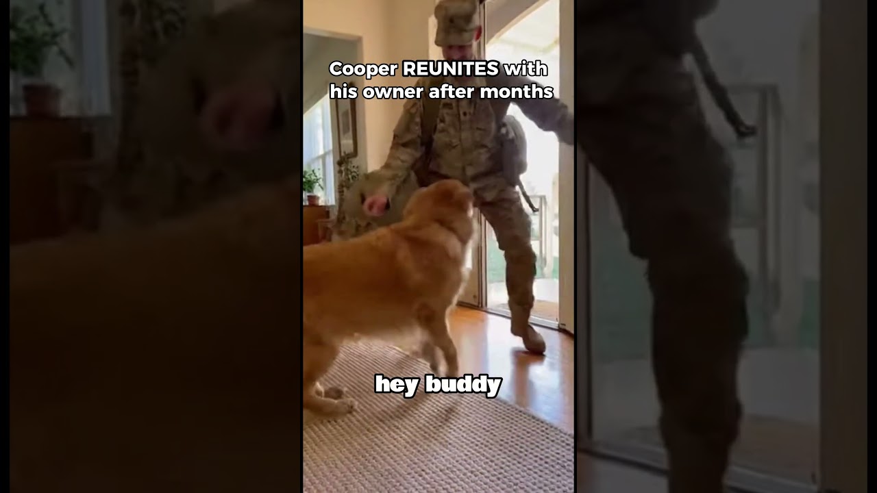 This Is Why Dogs Never Forget Their Owners #shorts