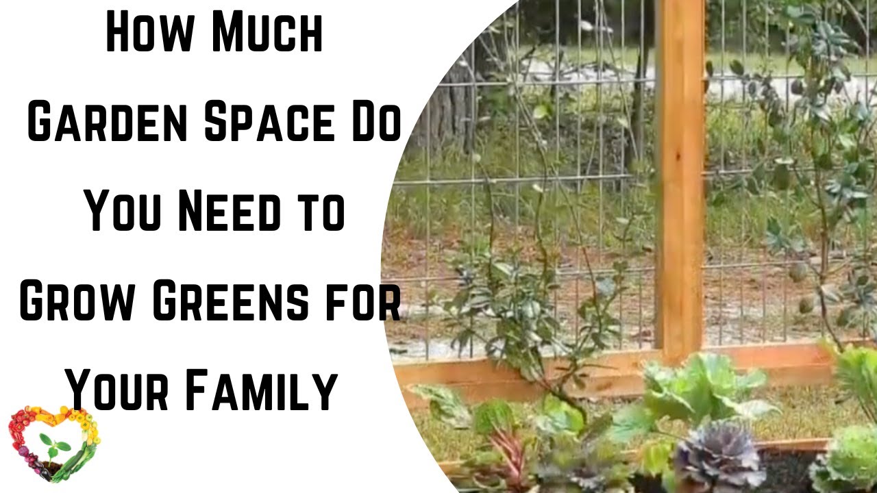 How Much Garden Space Do You Need to Grow Greens for Your Family
