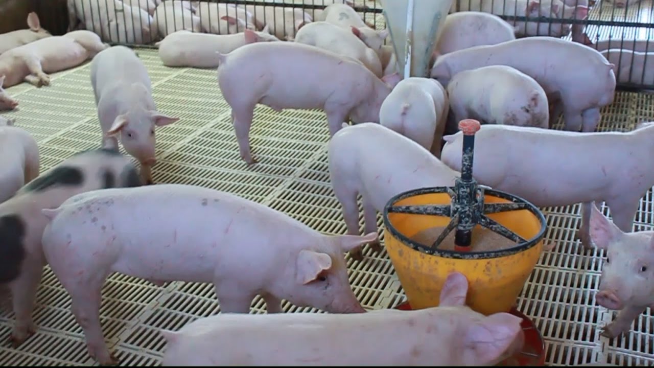 La Producción Porcina