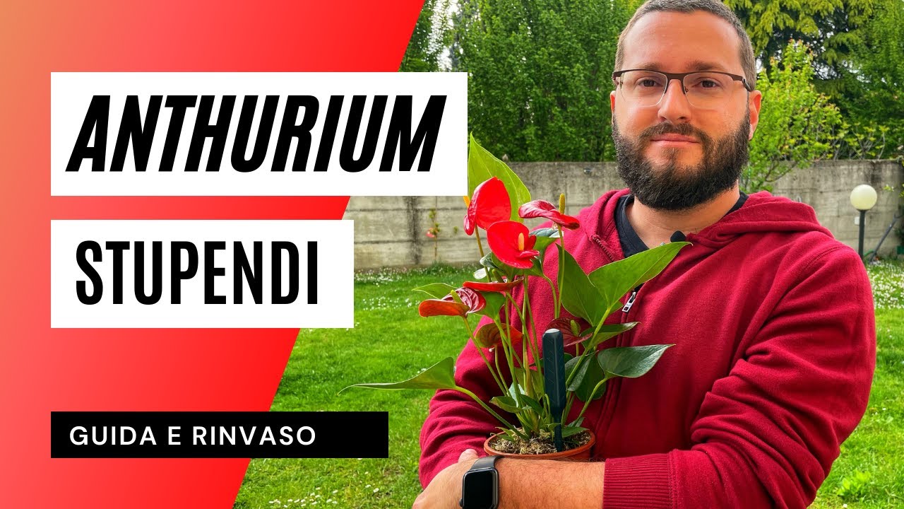 ANTHURIUM - Cura e Rinvaso per una pianta perfetta