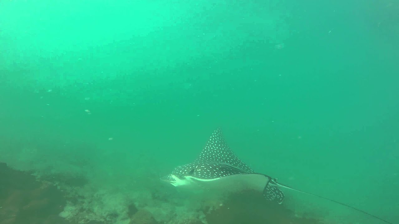 Raia gigante na Prainha Arraial do Cabo
