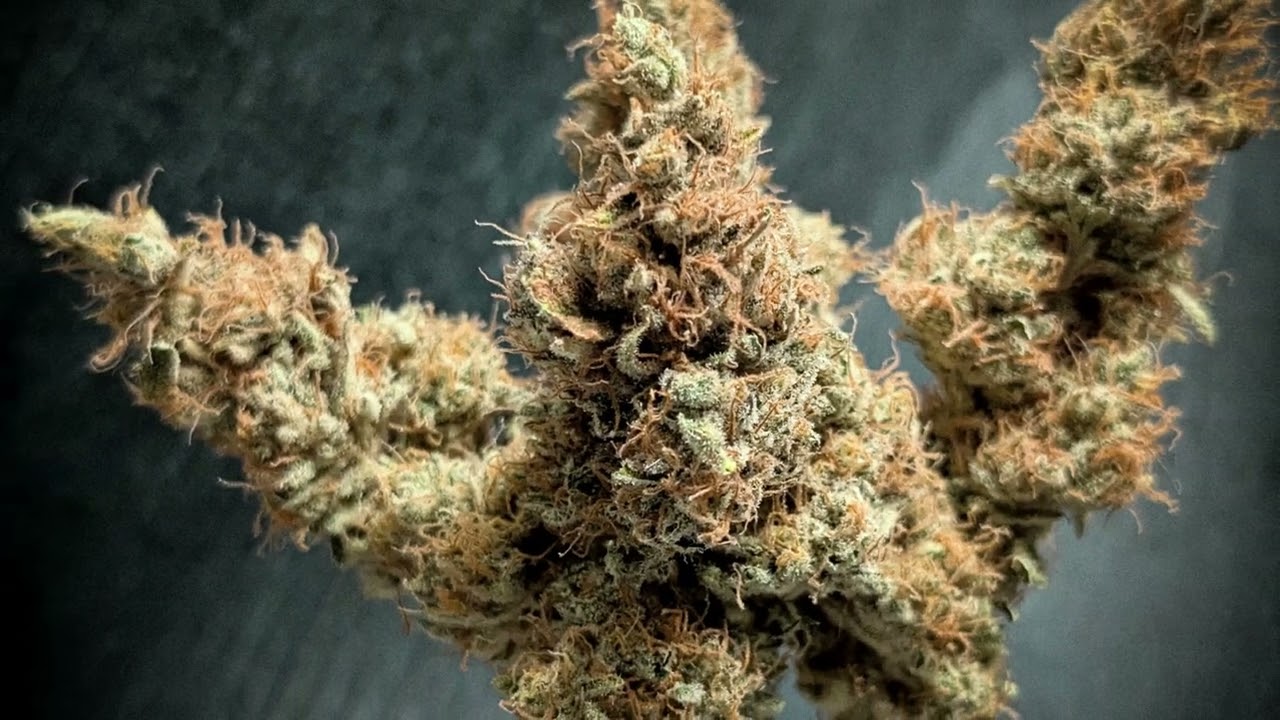 Original Sour Diesel Harvest