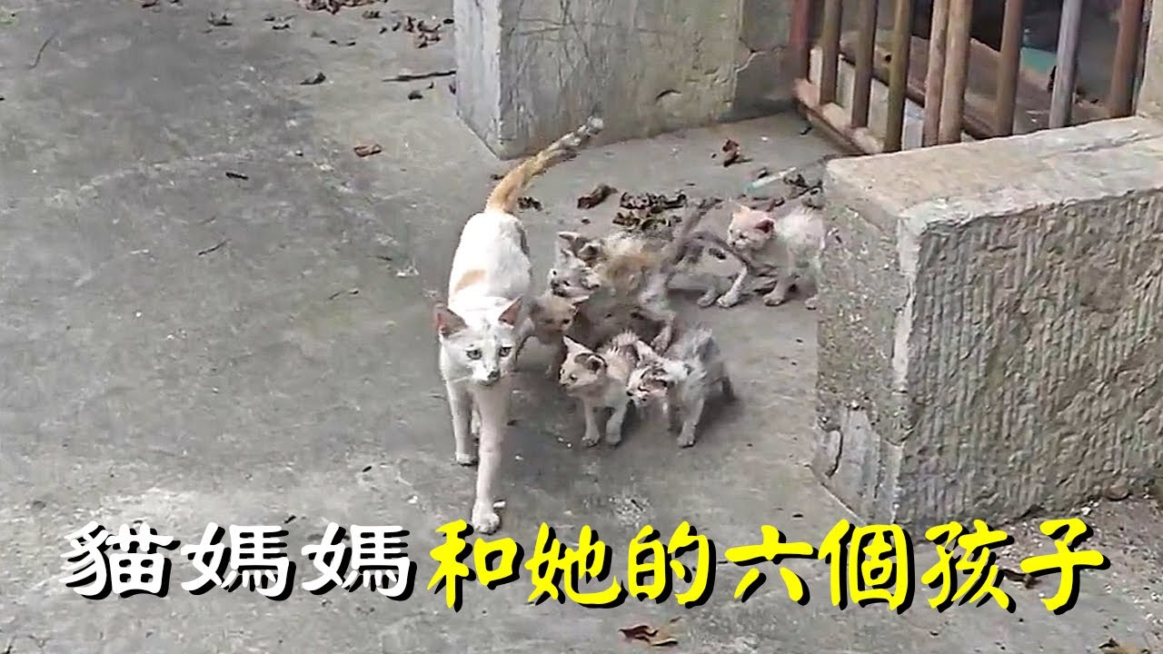 貓媽媽瘦的只剩下骨頭了，還跟着一群嗷嗷待哺的小貓...