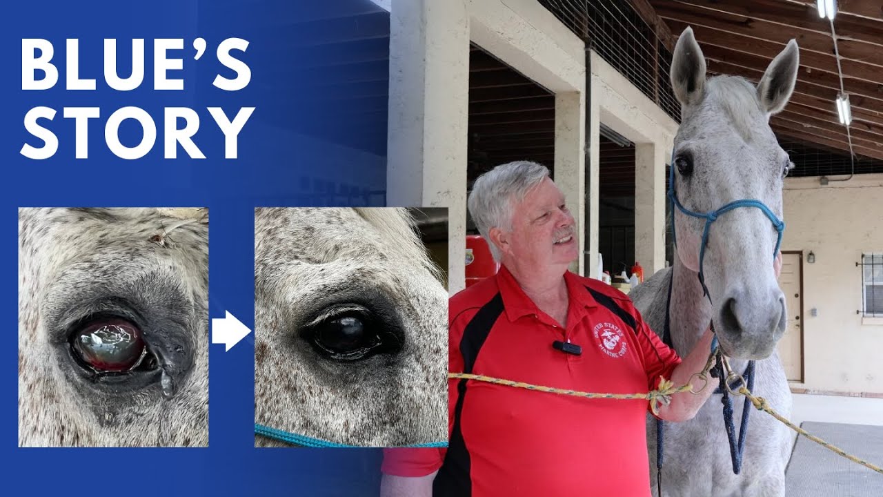 Blue's Incredible Story - The Horse that got to keep his eye!