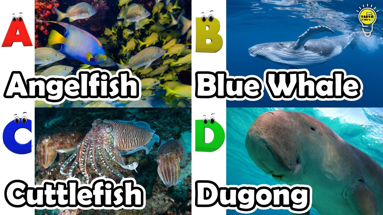 ABC phonics animals | ABC Sea Animals song | English and Animals for Kids #angelfishs