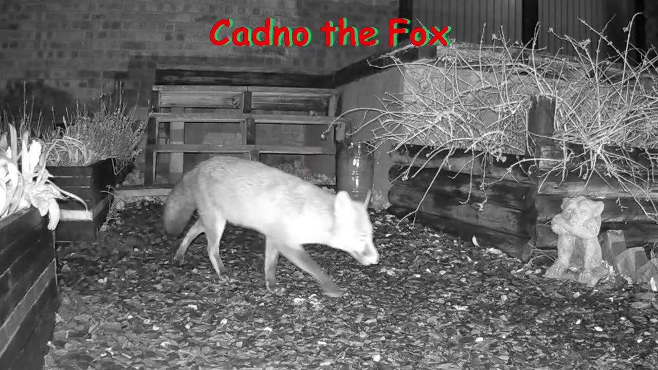Cadno,Our Garden Foxes TheCadnoCam Swansea CostaDelLoughor Please Like,Subscribe,Share and Comment