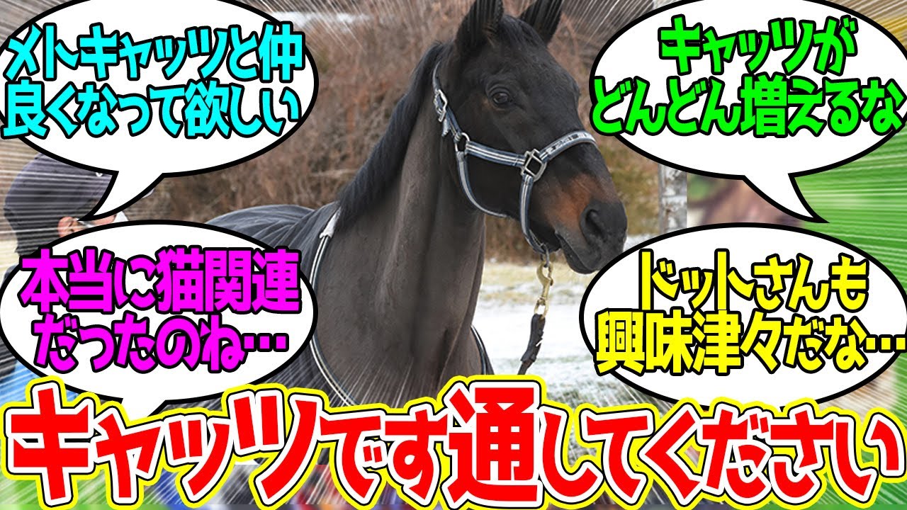 ドットさんにお隣さんがまたできてよかった…に対するみんなの反応！【競馬 の反応集】