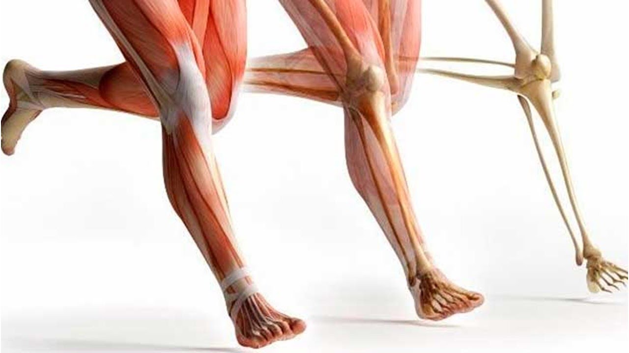 &iquest;Cu&aacute;l es la diferencia entre TEND&Oacute;N y LIGAMENTO?