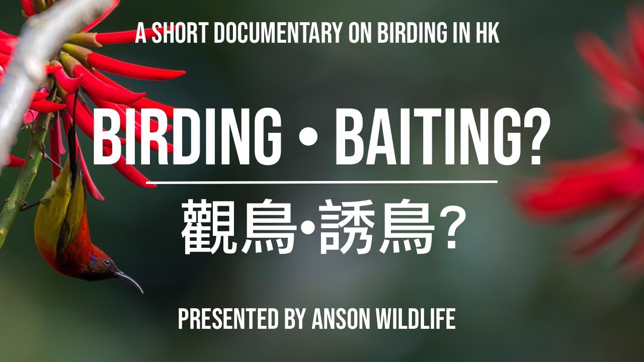 【觀鳥•誘鳥?】香港生態攝影大揭秘！\\ Birding•baiting?  A short film on birding in Hong Kong