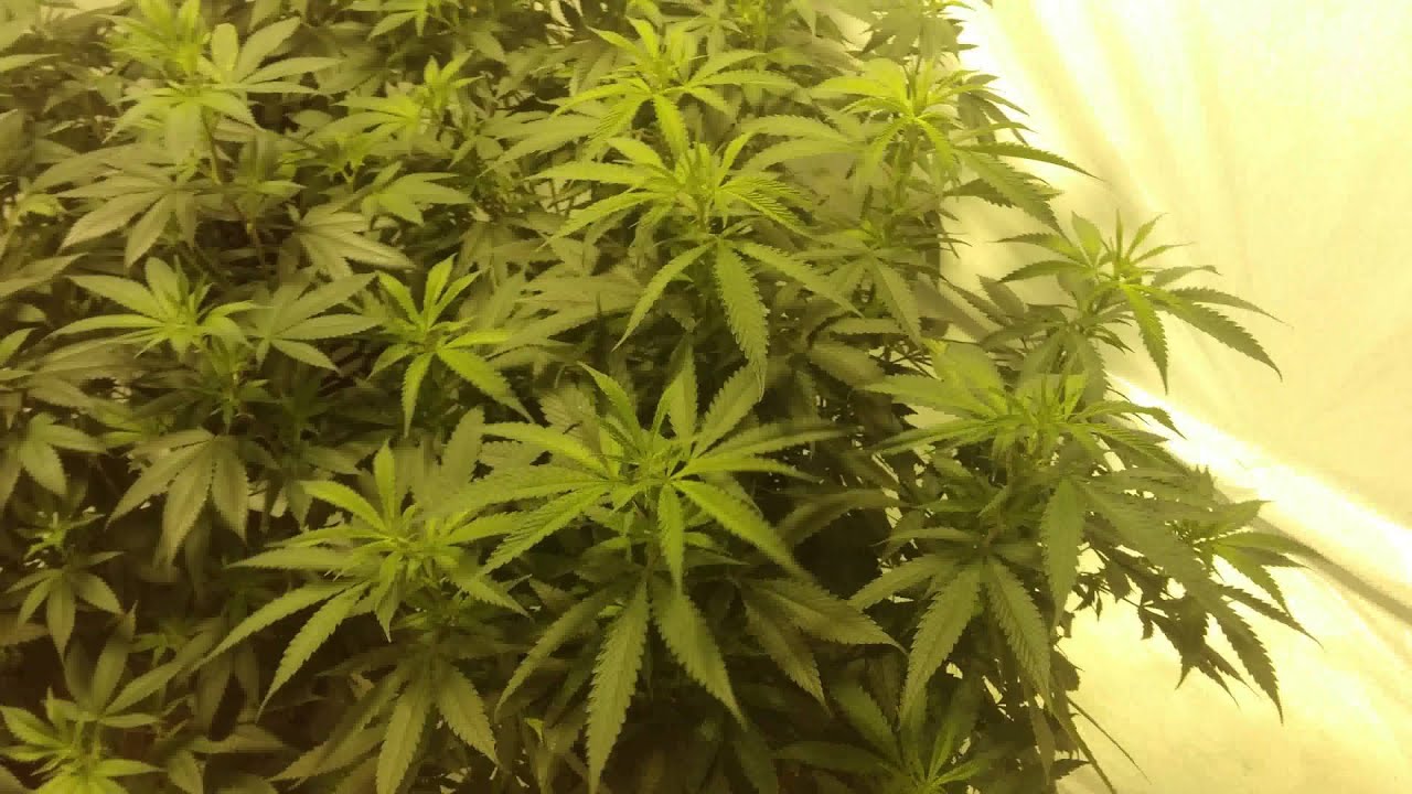 Day 2 of Flower, Purple Reign Series Ballast